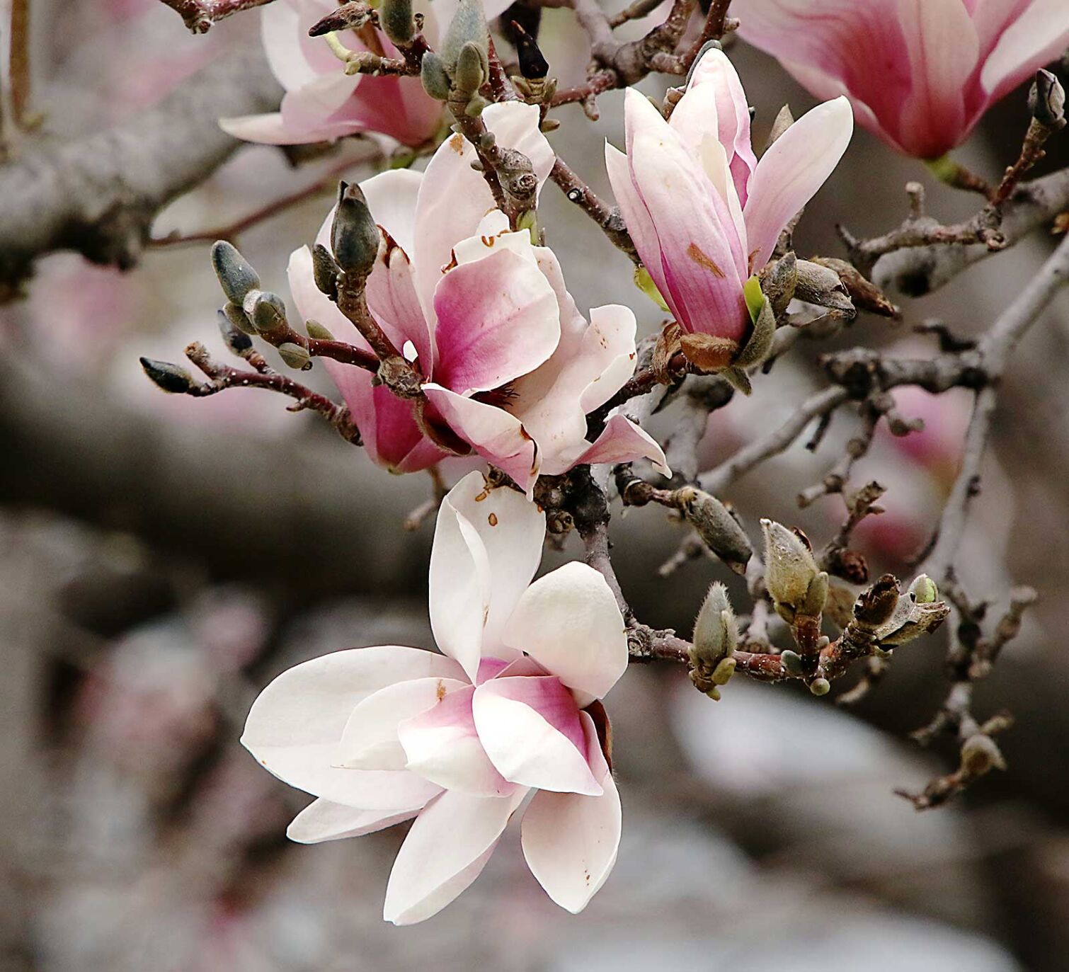 In Bloom